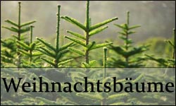 weihnachtsbaeume
